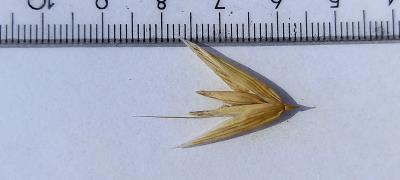 Spikelet
